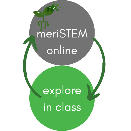 meriSTEM online in class